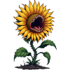 Monster Sunflower
