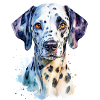 Dalmatian