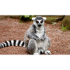 Lemur
