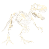 T-Rex Skeleton Dinosaur Dino