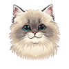 Ragdoll Cat