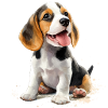 Beagle puppy