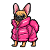 Chihuahua with fashionable pink jacket