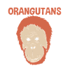 Orang Utan