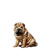 Chinese dog Shar-Pei mom