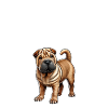 Chinese dog Shar-Pei mom