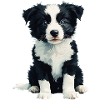 Border Collie Baby