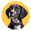 German Shorthair Puppy