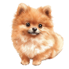 Pomeranian Baby