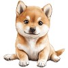 Shiba Inu Bébé