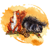 Eichhörnchen | squirrel