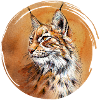 Luchs | lynx