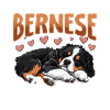 Bouvier bernois Maman bernoise