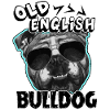 Old English Bulldog Coolest Dog