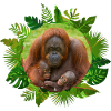 Orangutan Family Bond
