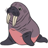 Walrus Arctic Sea Animal