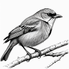 Vogel