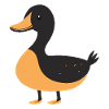 Canard Quak