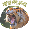 Wildlife Tiger