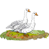 Geese