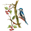 Bunter Vogel