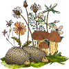 Igel