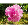 Chinese Peony Chinesische Pfingsrose Paeonia