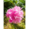 Chinese Peony Chinesische Pfingsrose , Pfingstrose
