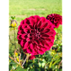 Dahlia (in german Dahlie) Dahlia