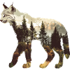 Lynx