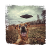 Sjov hund Selfie Ufo Meme Gave