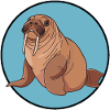 Walrus Marine Animals