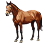 Chevaux Cheval