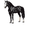 Chevaux Cheval