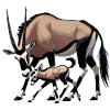 Oryx antelope with young