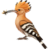 Hoopoe Upupa Epops
