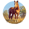 Chevaux Cheval