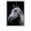 Pferde Pferd