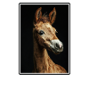 Pferde Pferd