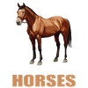 Pferde Pferd