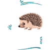 hérisson animal épineux hérisson