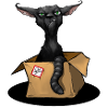 Schroedingers Cat