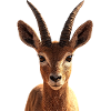 Antelope, Kudu, Gazelle, Africa, Serengeti, Antelope