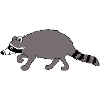 Raccoon