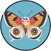 Schmetterling Wald Butterfly