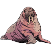 Walrus Sea Lion Manatee