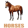 Pferde Pferd