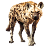 Hyena Hyena