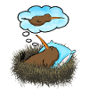 Kiwi Bird Dreaming