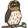 Sleepy Owl